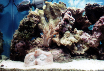left side of the tank